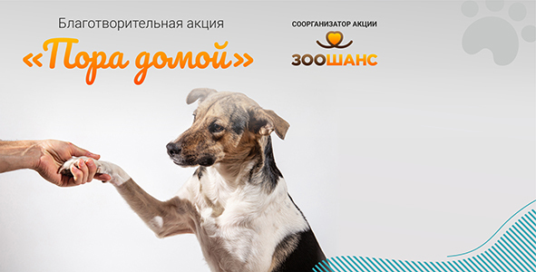 Обрети друга на выставке!