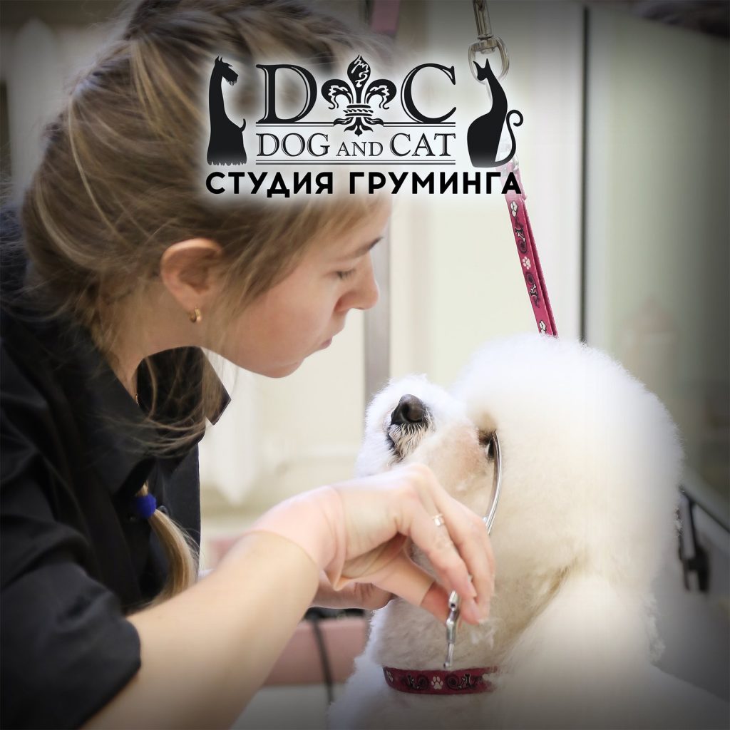 Груминг салон Dog&Cat – участник выставки “МирЗоо-2024”!