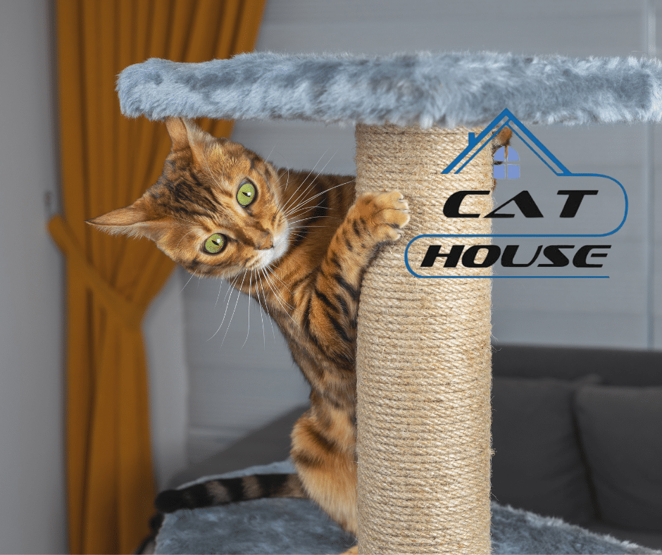 Компания «Cat-house» станет участником выставки «МирЗоо» в 2025 году