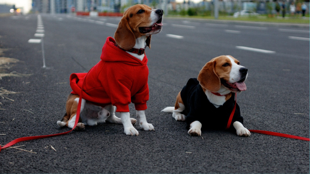 Woof Animal Wear – уютный бренд для ваших любимцев