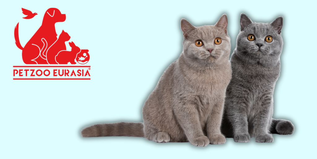 Партнёр и участник выставки «МирЗоо» — выставка PETZOO Eurasia, которая пройдет с 8 по 11 октября 2025 года.